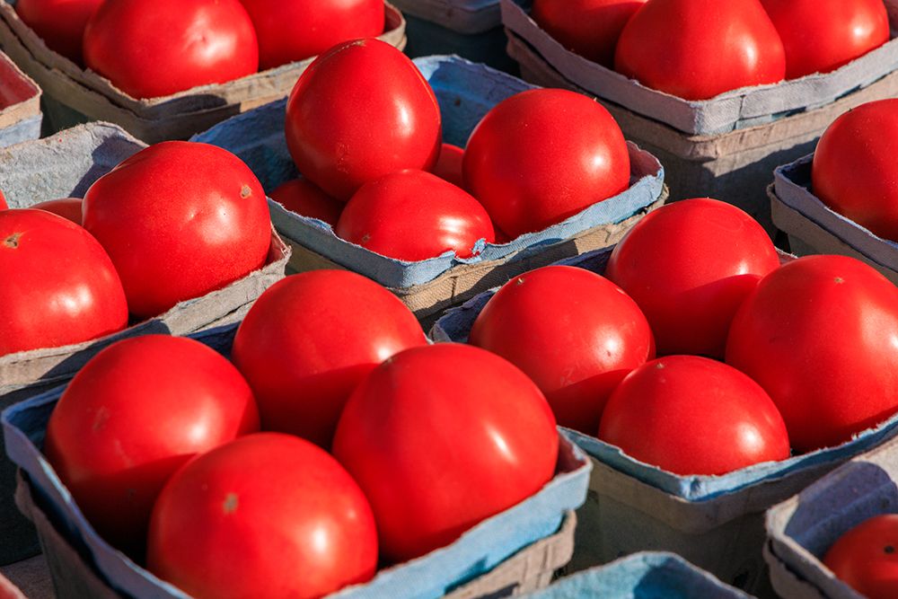 USA, Indiana, Fishers. Baskets with fresh tomatoes.